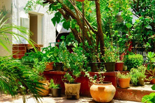 Space-Savvy Greenery: Enhancing Urban Life with Large Outdoor Pots and Planters
